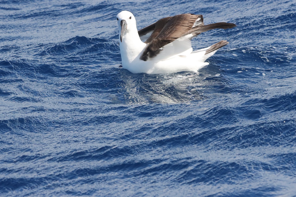 Indian Yellow-nosed Albatross - ML646341054