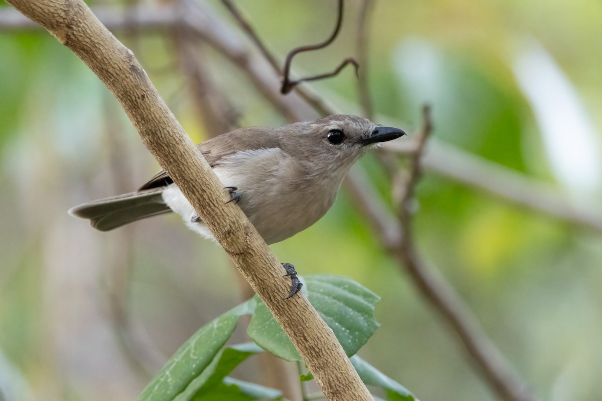 Gray Whistler - ML646341055