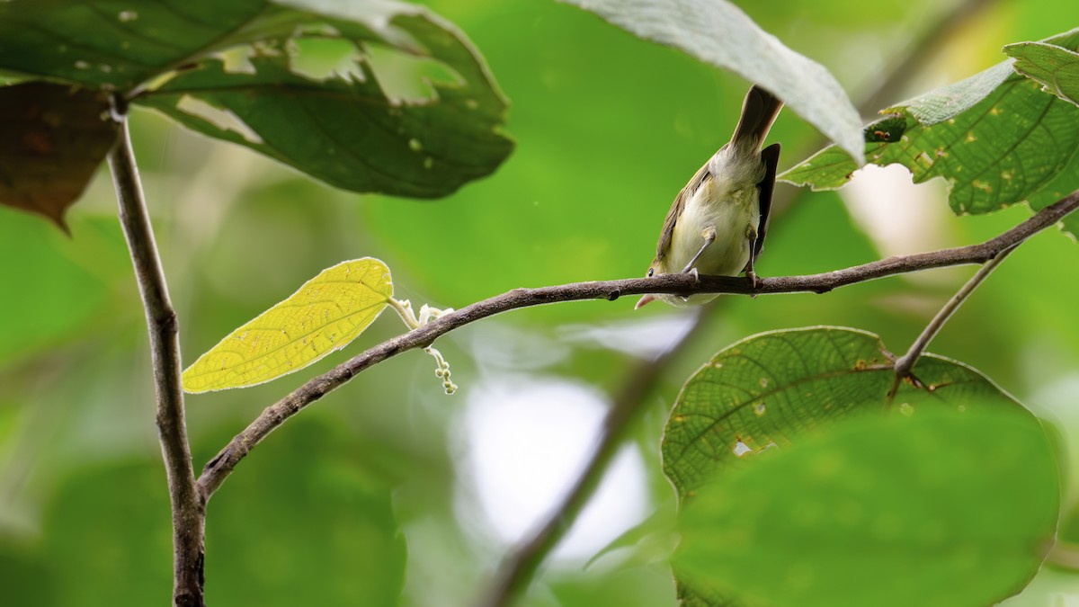 Yellow-bellied Gerygone - ML646341056