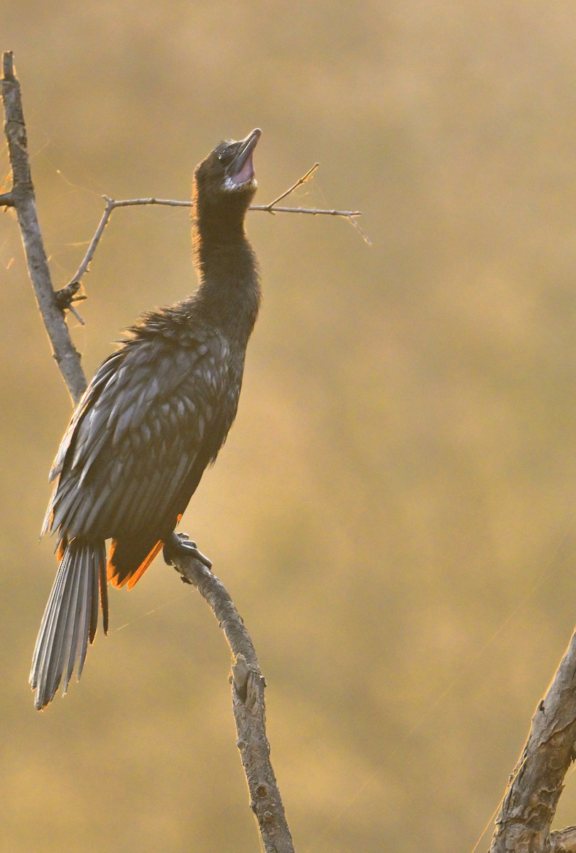 Little Cormorant - ML646341057
