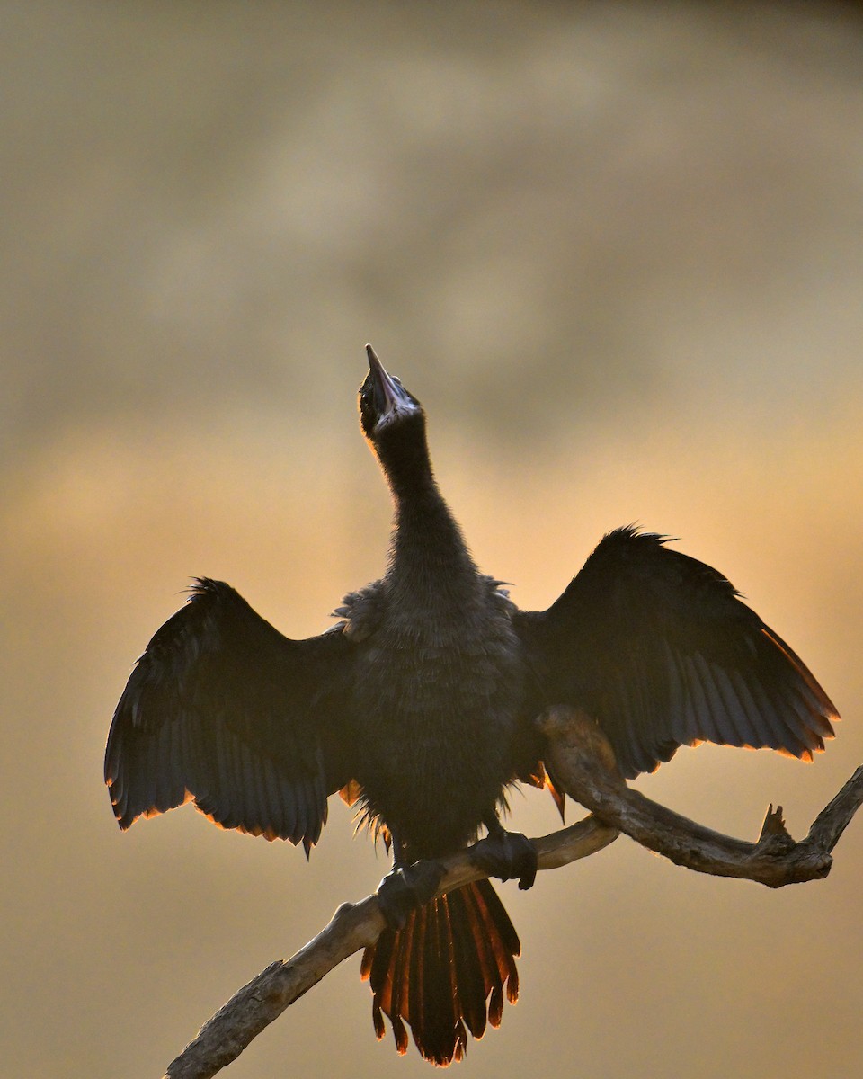 Little Cormorant - ML646341059