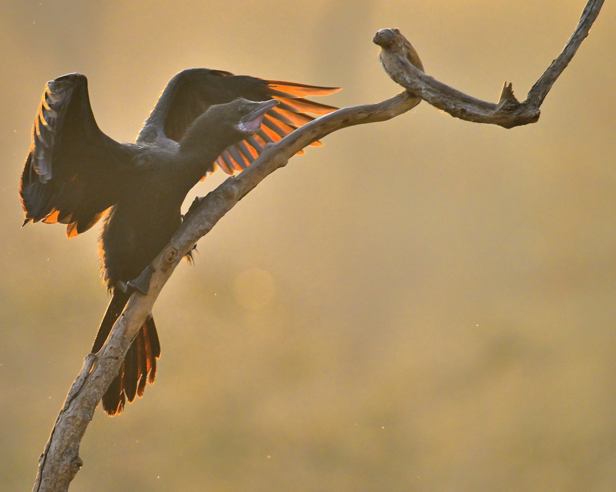 Little Cormorant - ML646341060