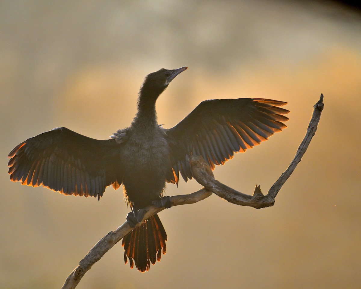 Little Cormorant - ML646341061