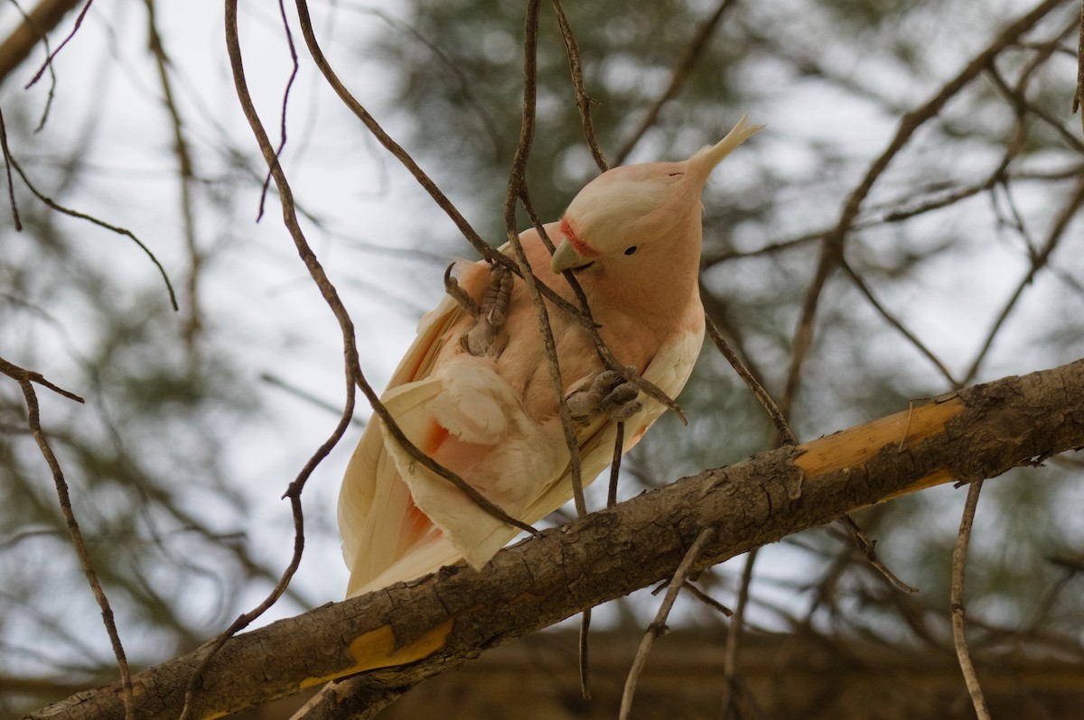 Pink Cockatoo - ML646341063