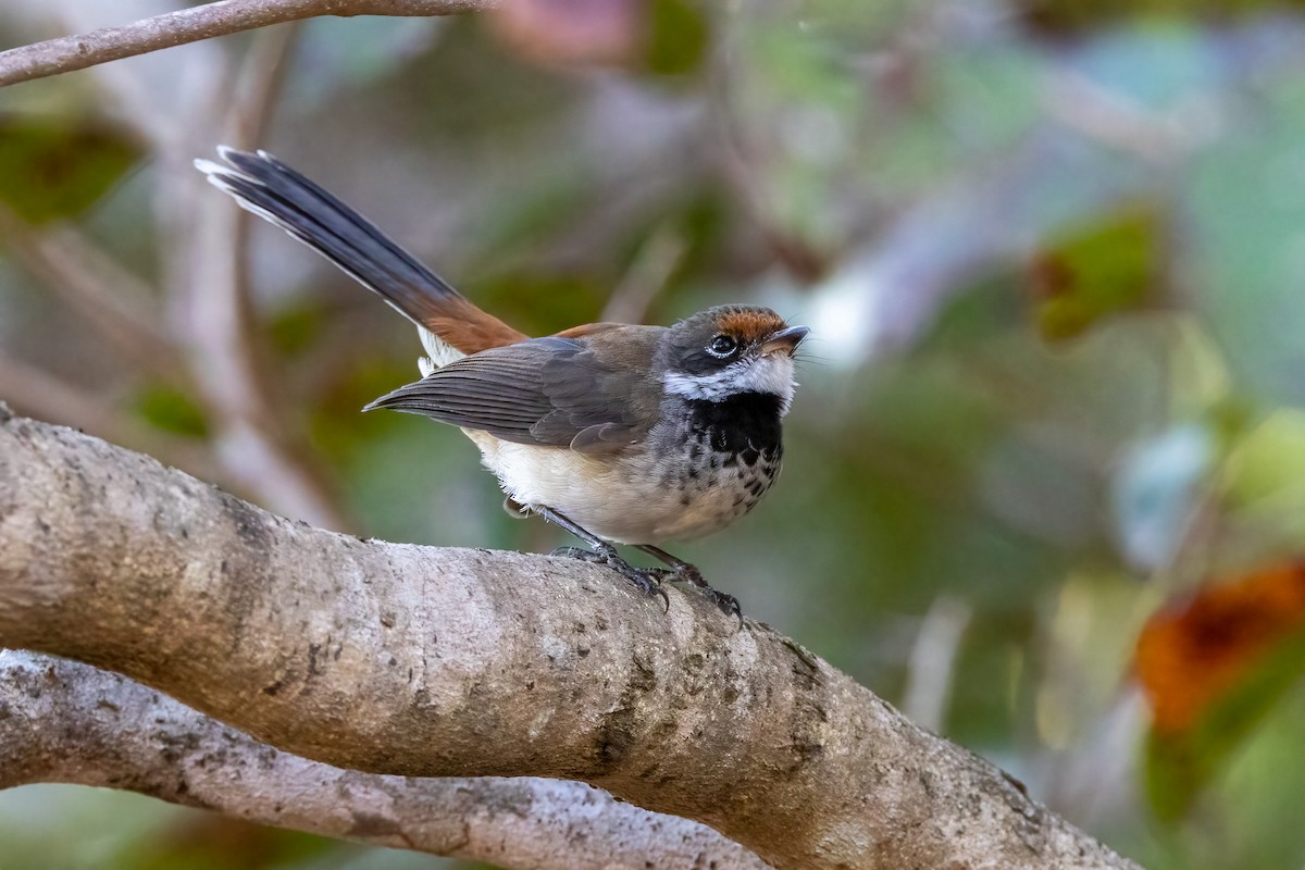 Arafura Fantail - ML646341064