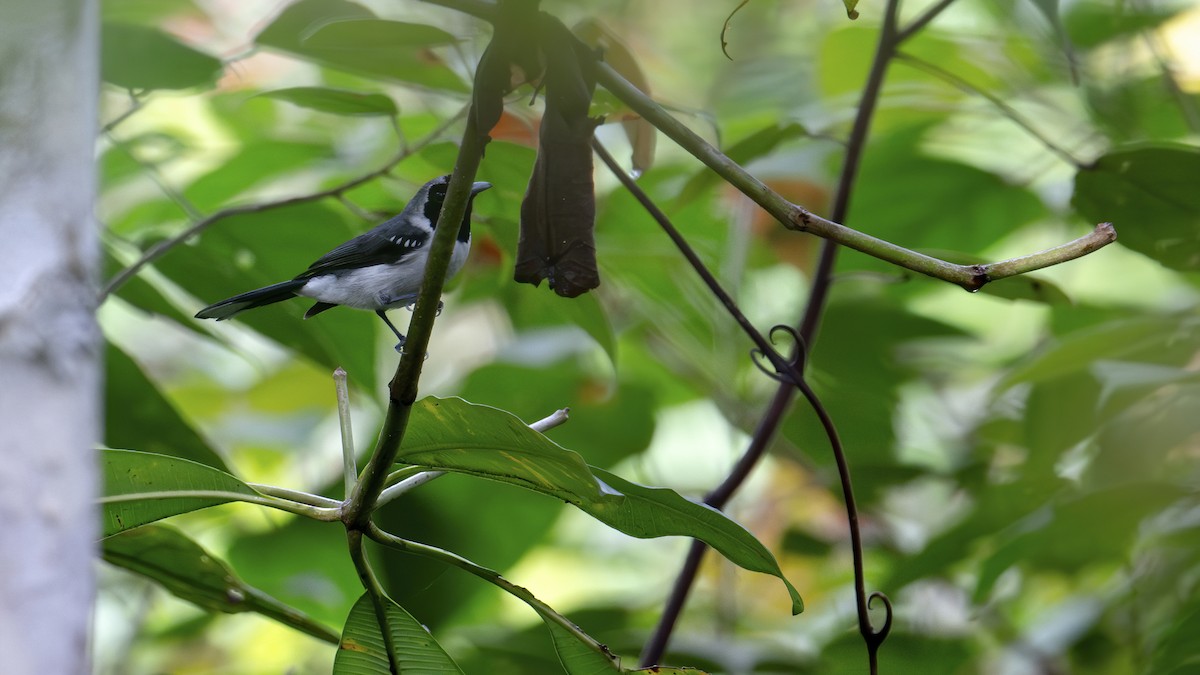 Spot-winged Monarch - ML646341069