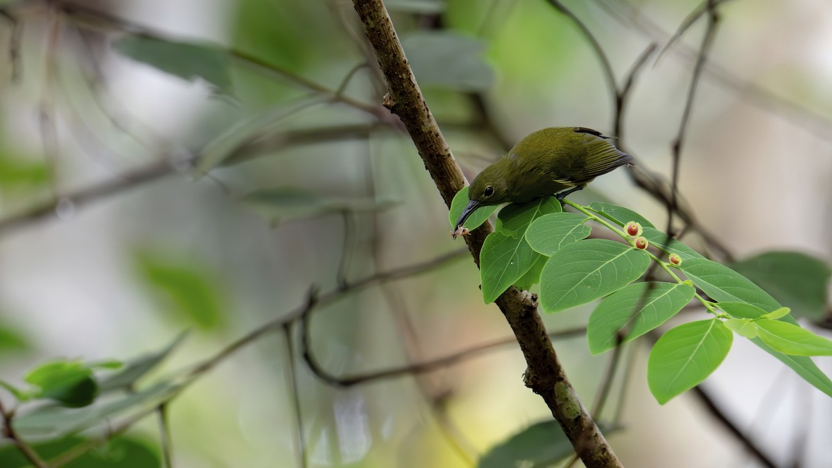 Yellow-bellied Longbill - ML646341072