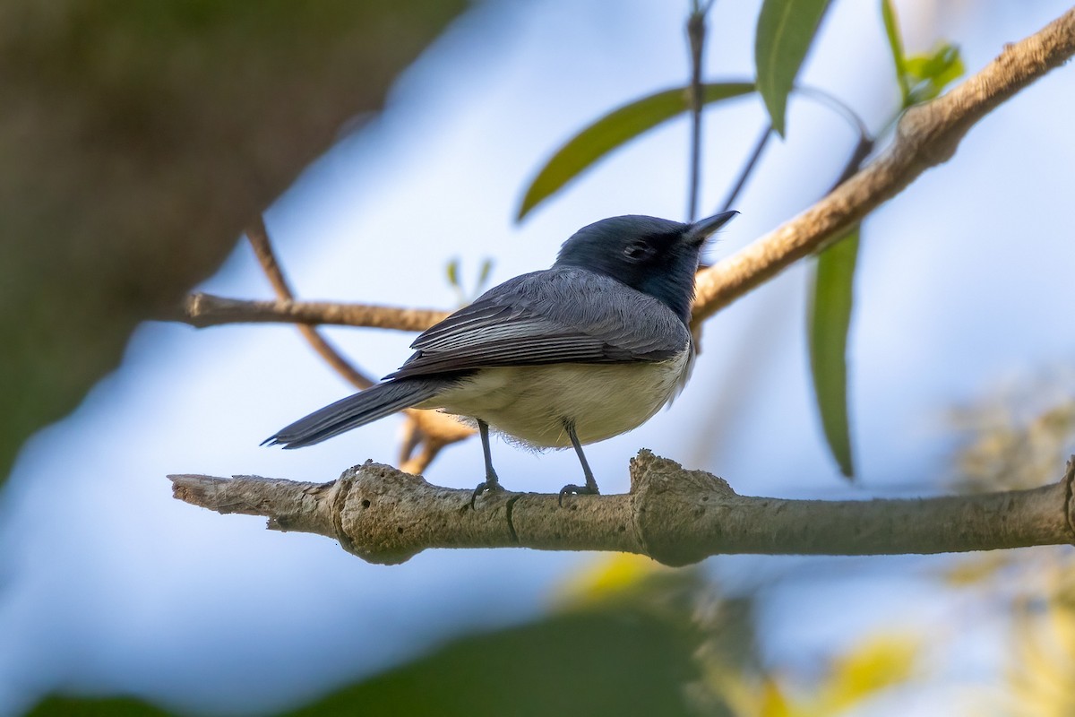 Leaden Flycatcher - ML646341073