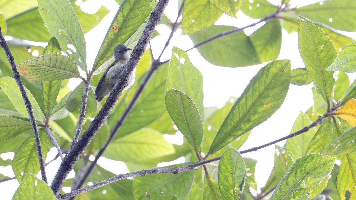 Pygmy Longbill - ML646341074