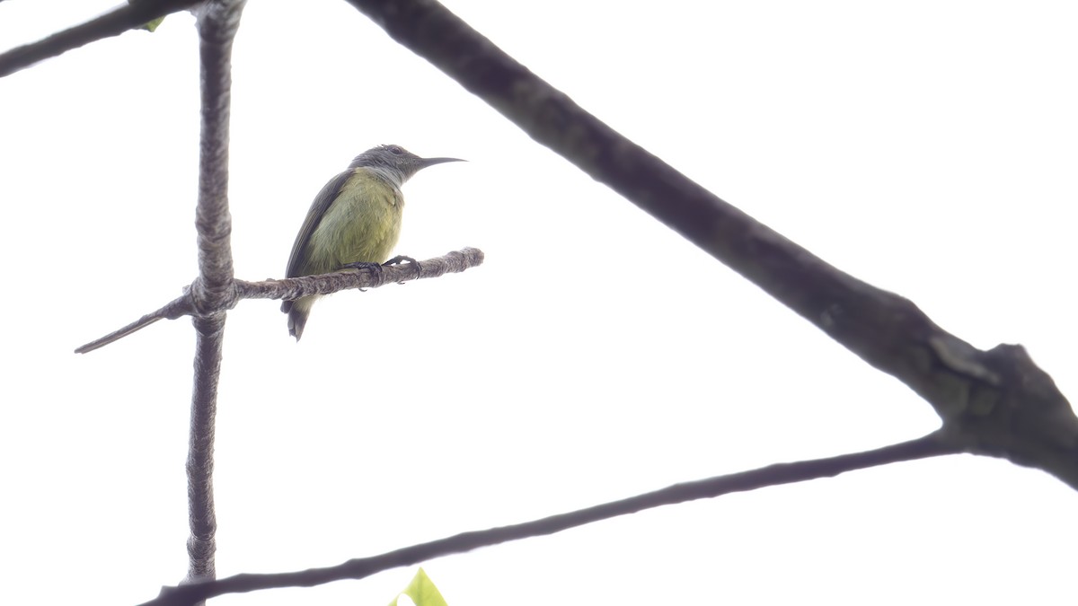 Black Sunbird - ML646341075