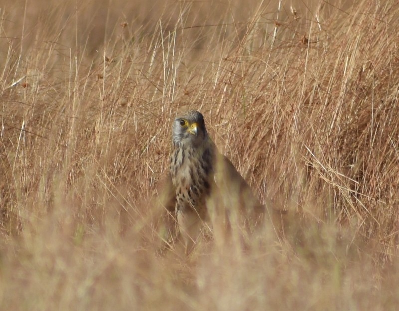 Lesser Kestrel - ML646341076