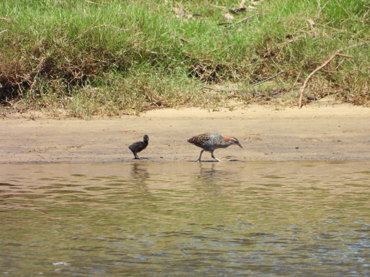 Rascón Filipino - ML646341077