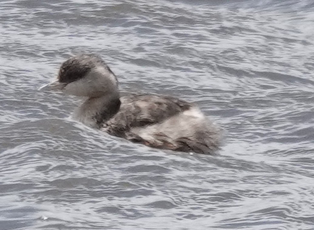 Hoary-headed Grebe - ML646341078