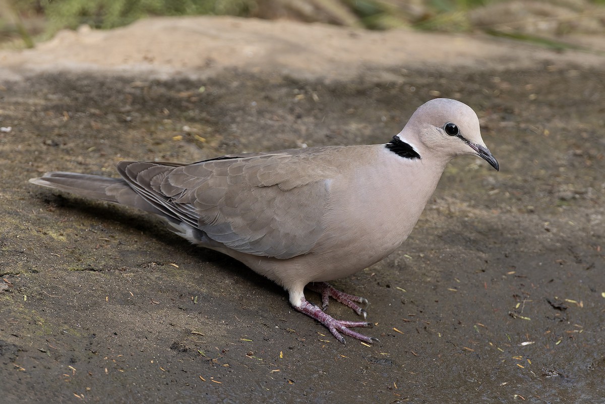 Şarabi Kumru - ML646341079