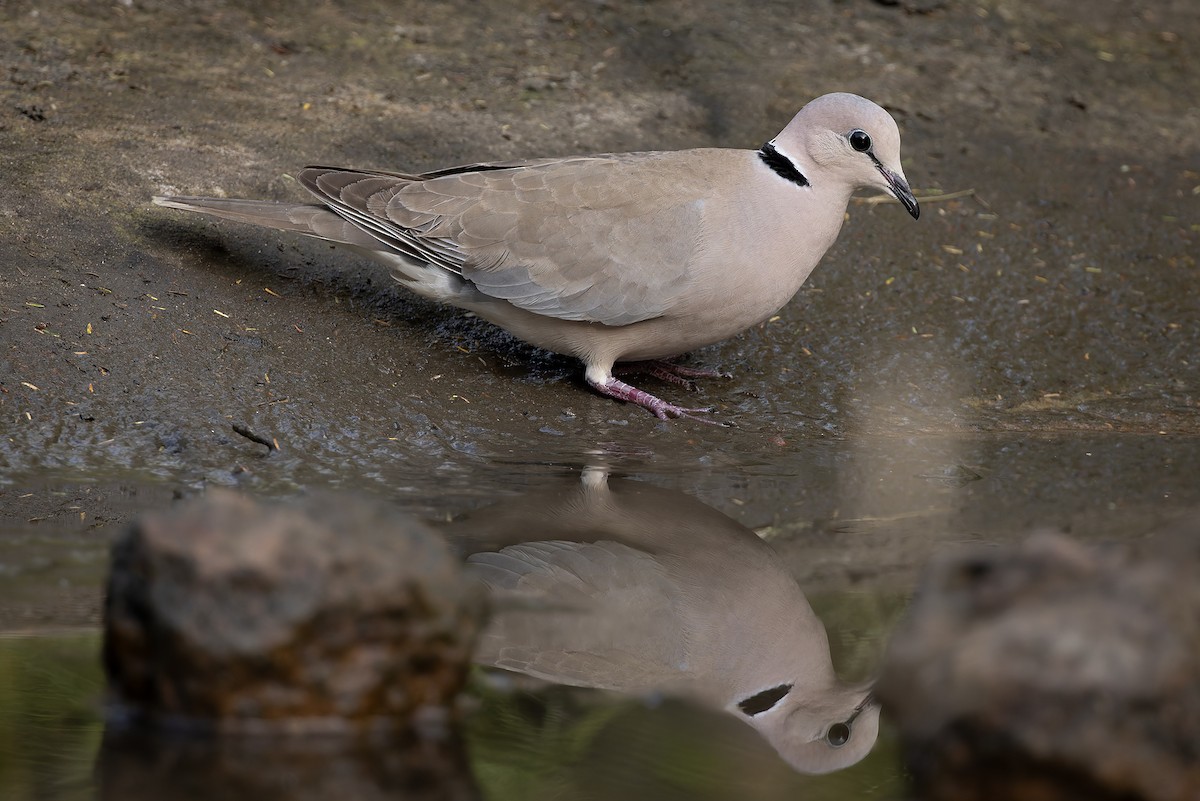 Şarabi Kumru - ML646341080