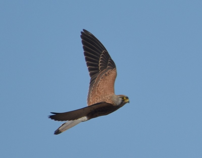 Lesser Kestrel - ML646341081