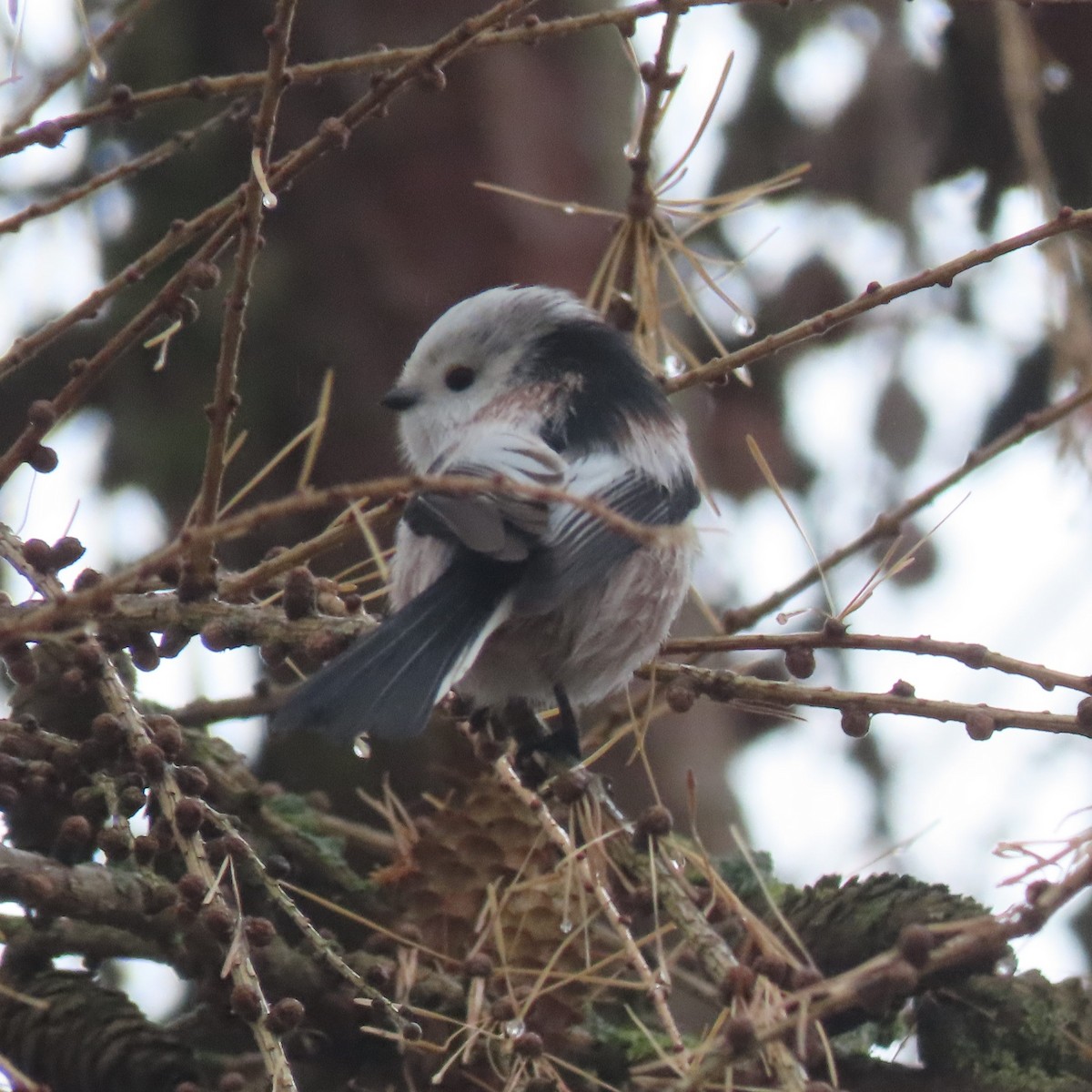 mlynařík dlouhoocasý - ML646341082