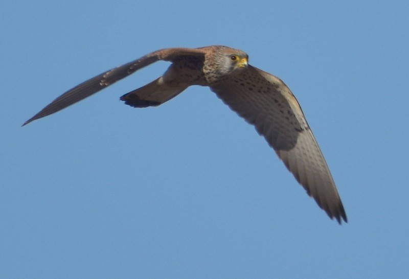 Lesser Kestrel - ML646341083