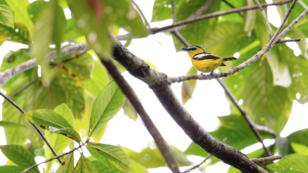Yellow-breasted Boatbill - ML646341084