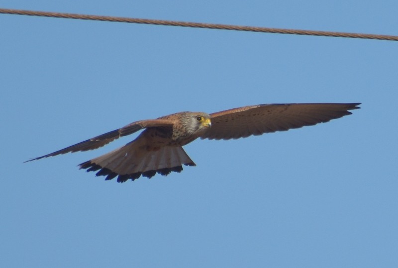 Lesser Kestrel - ML646341088