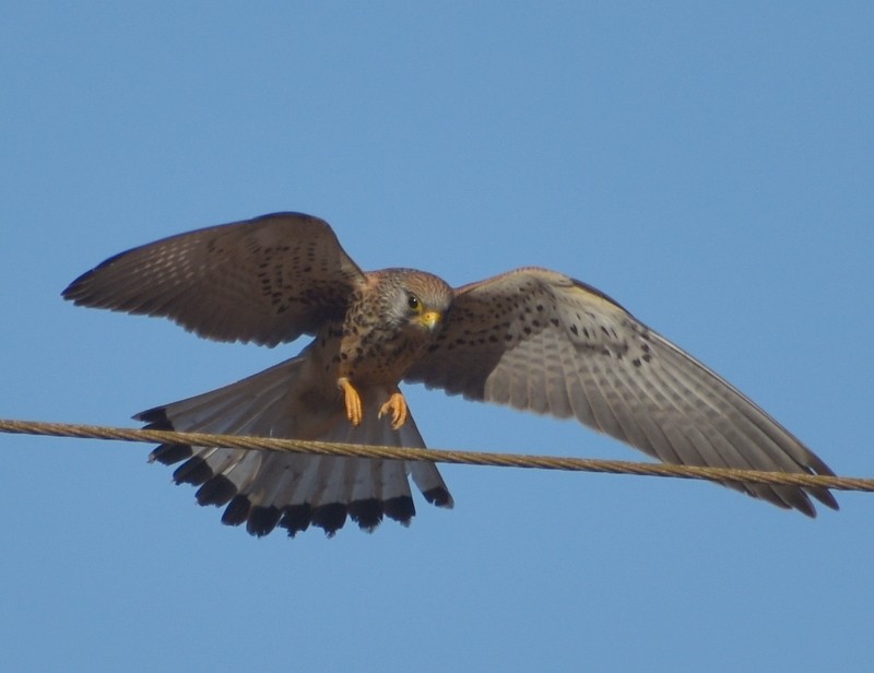 Lesser Kestrel - ML646341093