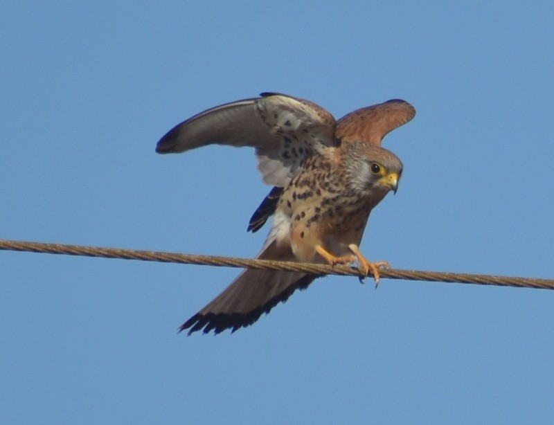 Lesser Kestrel - ML646341094