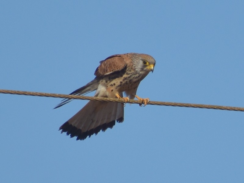 Lesser Kestrel - ML646341098