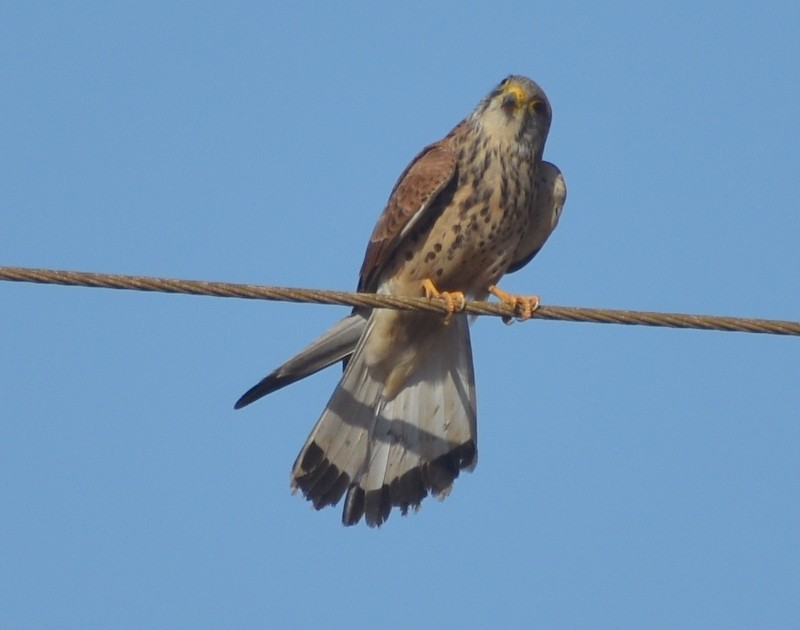 Lesser Kestrel - ML646341099
