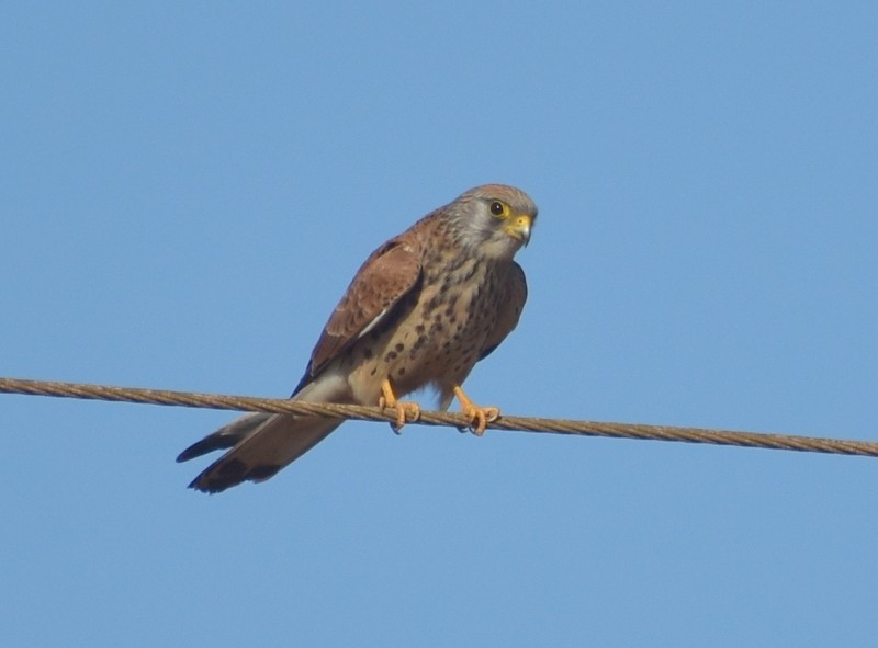 Lesser Kestrel - ML646341104