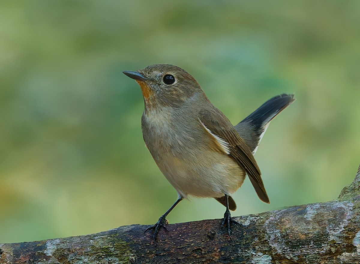 Taiga Flycatcher - ML646341106