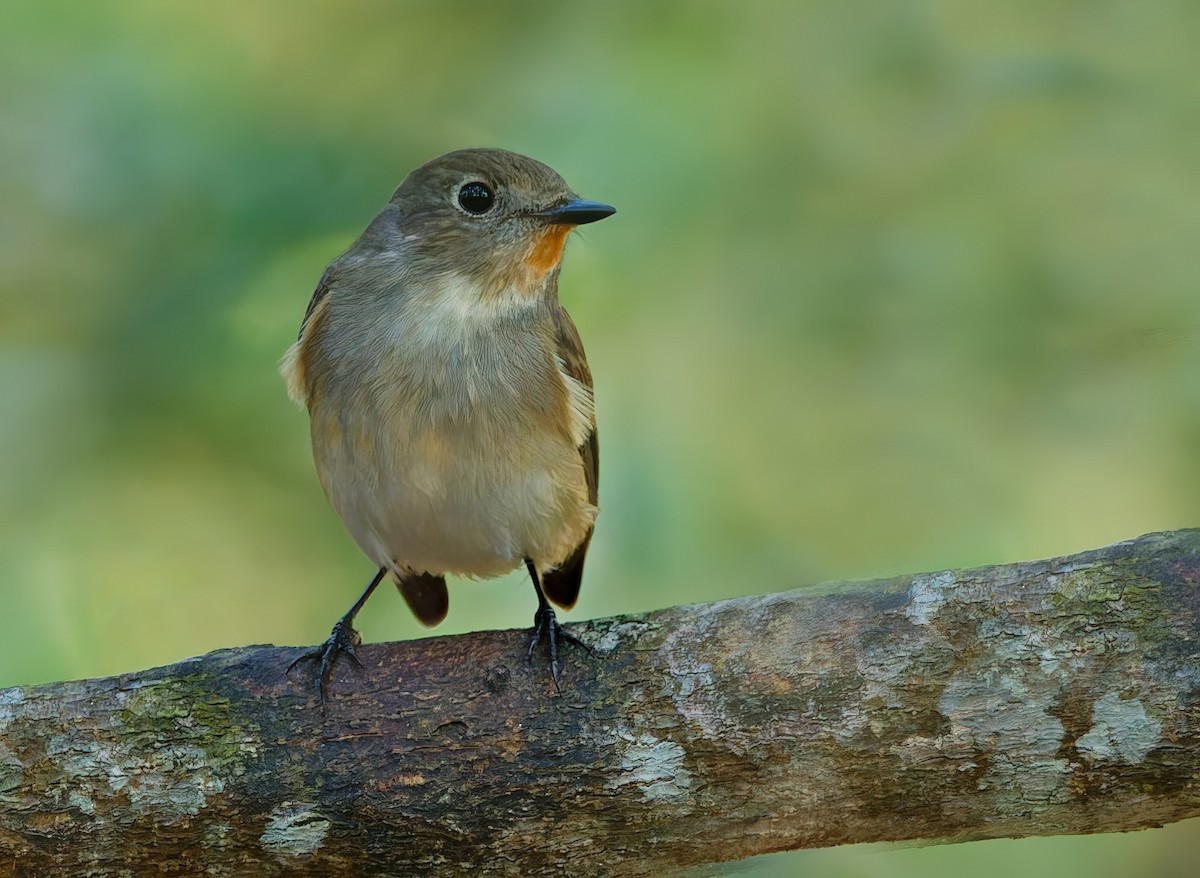 Taiga Flycatcher - ML646341107