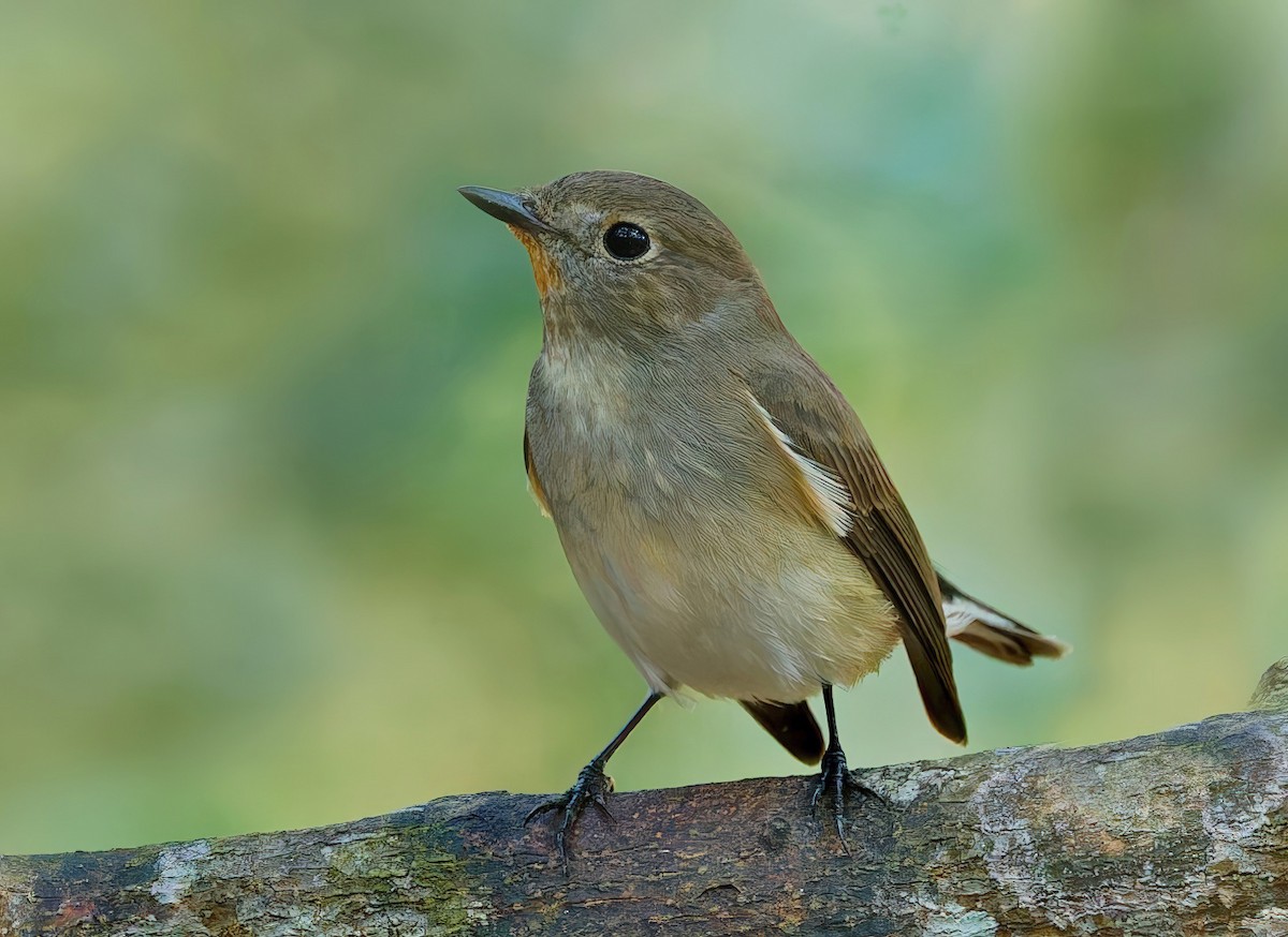 Taiga Flycatcher - ML646341108