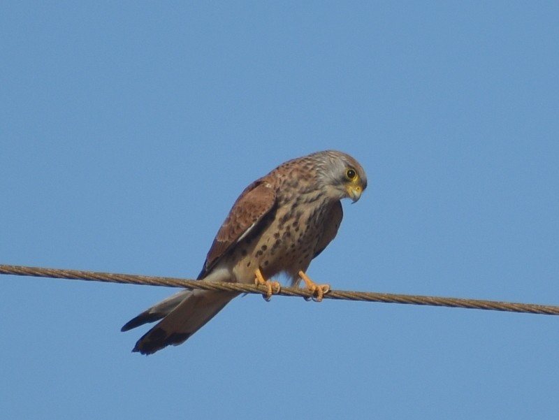 Lesser Kestrel - ML646341109