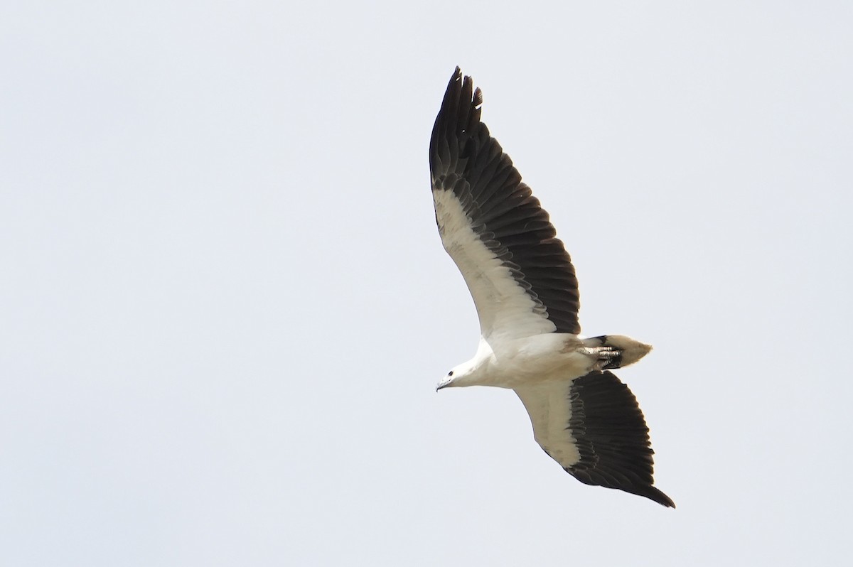 White-bellied Sea-Eagle - ML646341110