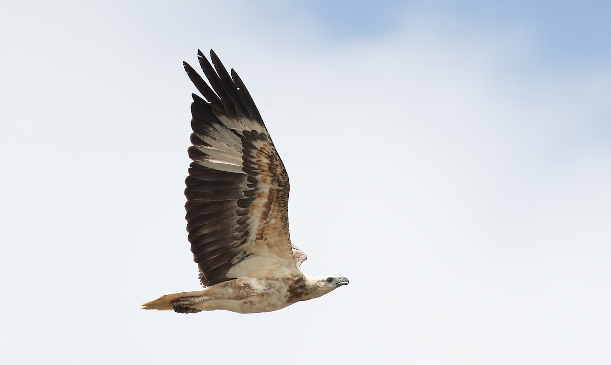 White-bellied Sea-Eagle - ML646341111