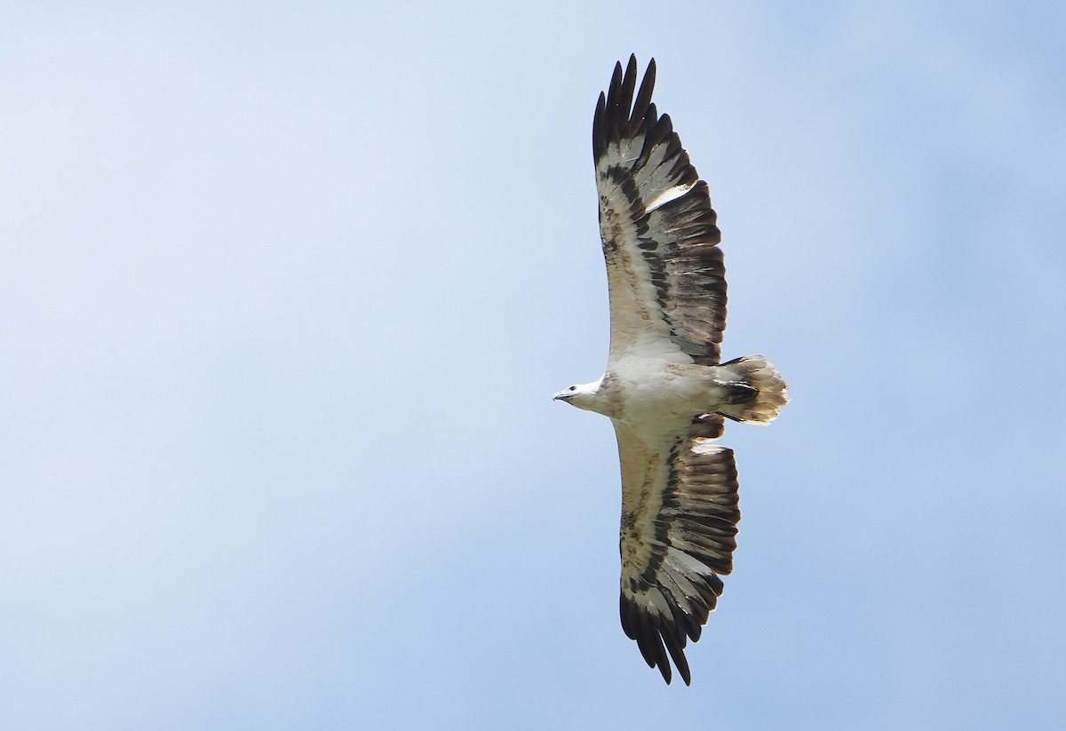 White-bellied Sea-Eagle - ML646341112