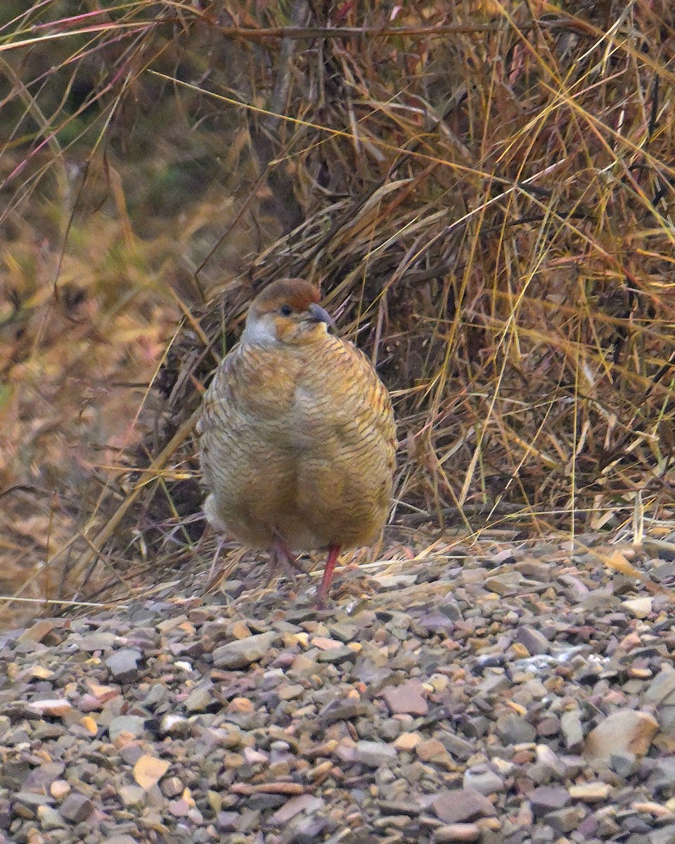 Gray Francolin - ML646341113