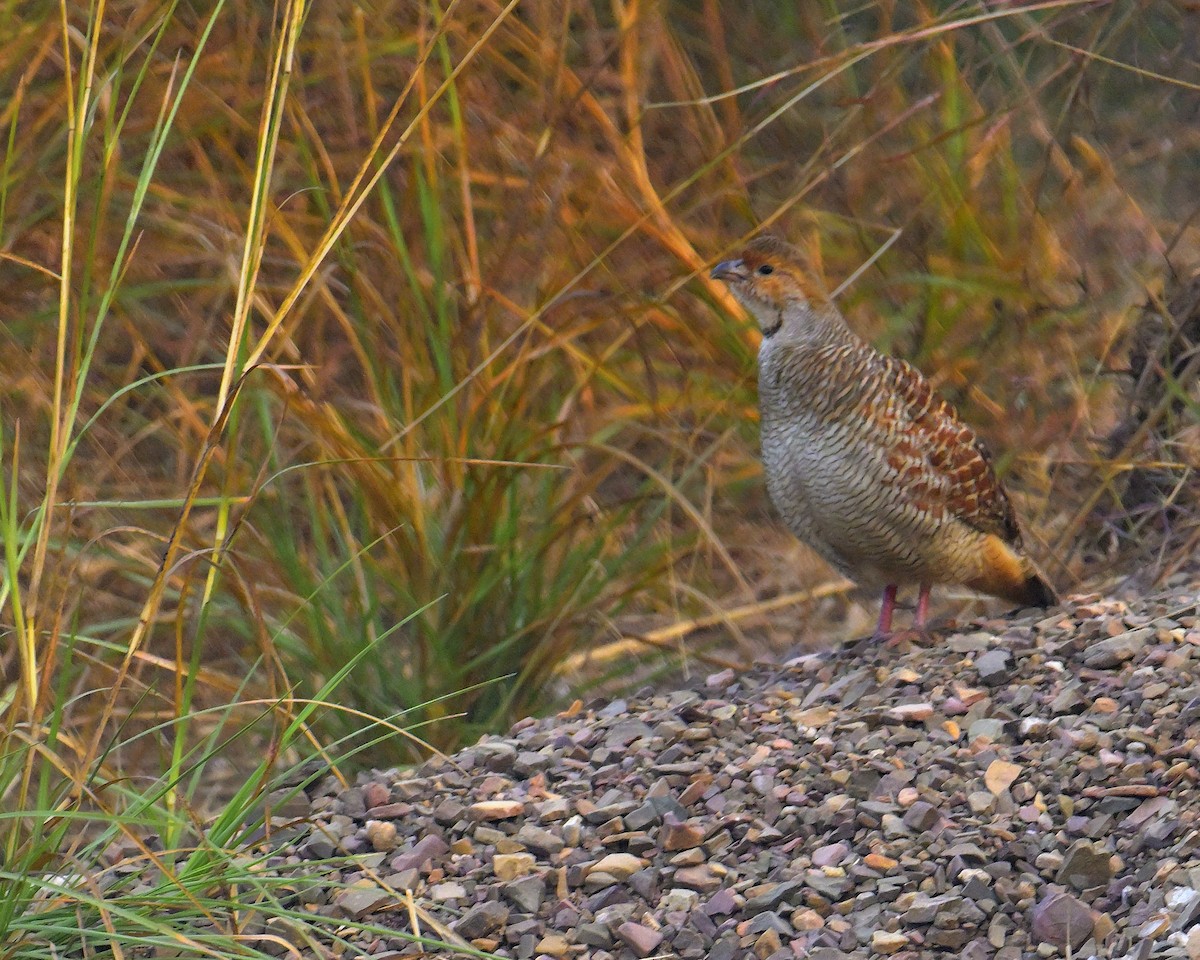 Gray Francolin - ML646341114