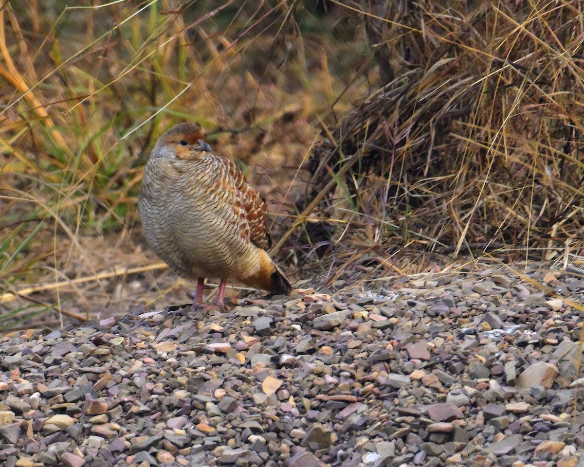 Gray Francolin - ML646341115