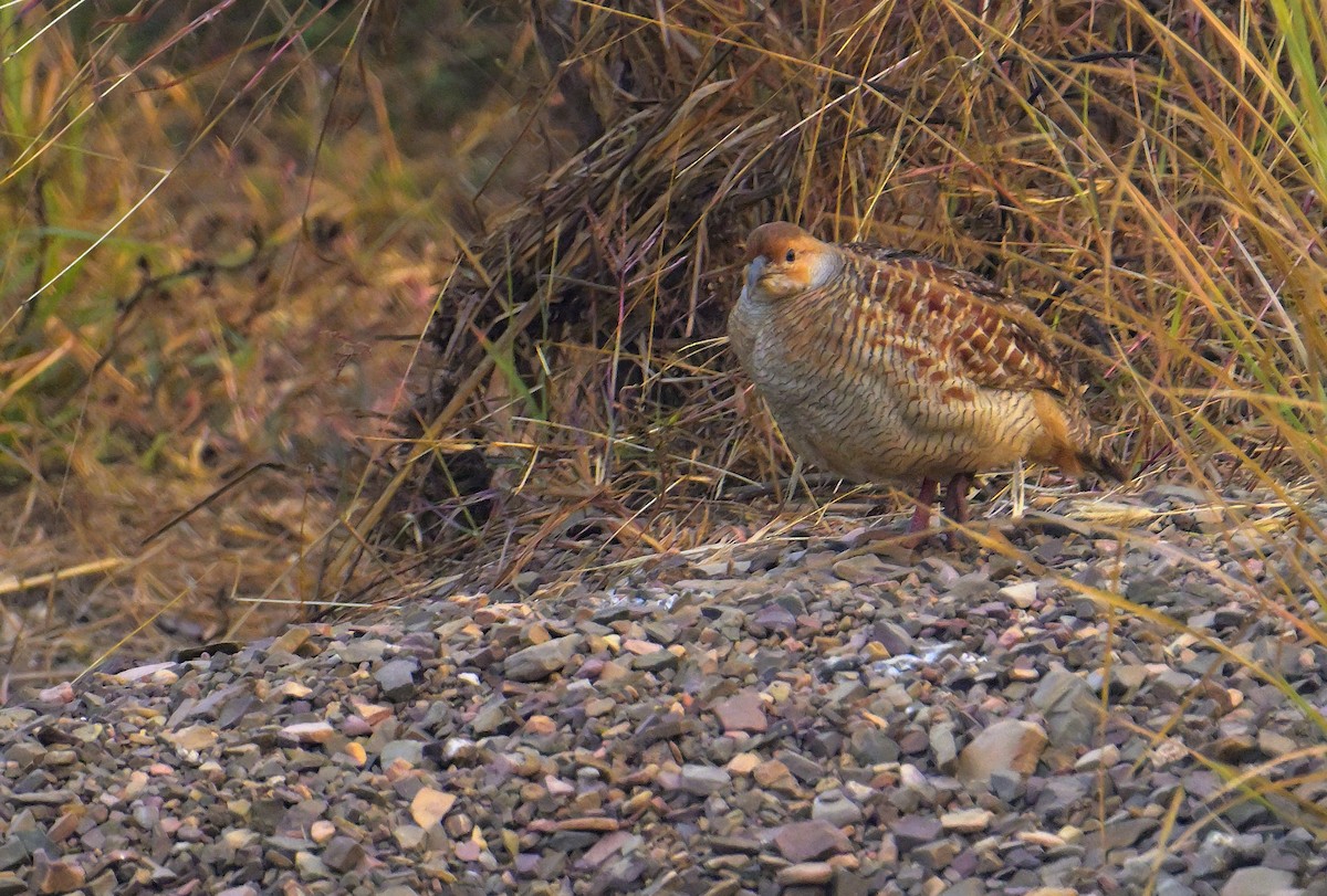 Gray Francolin - ML646341116