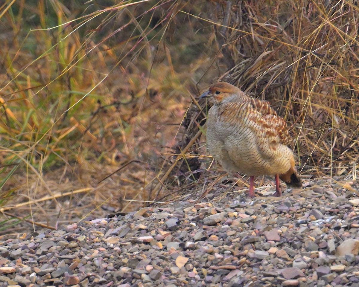Gray Francolin - ML646341117