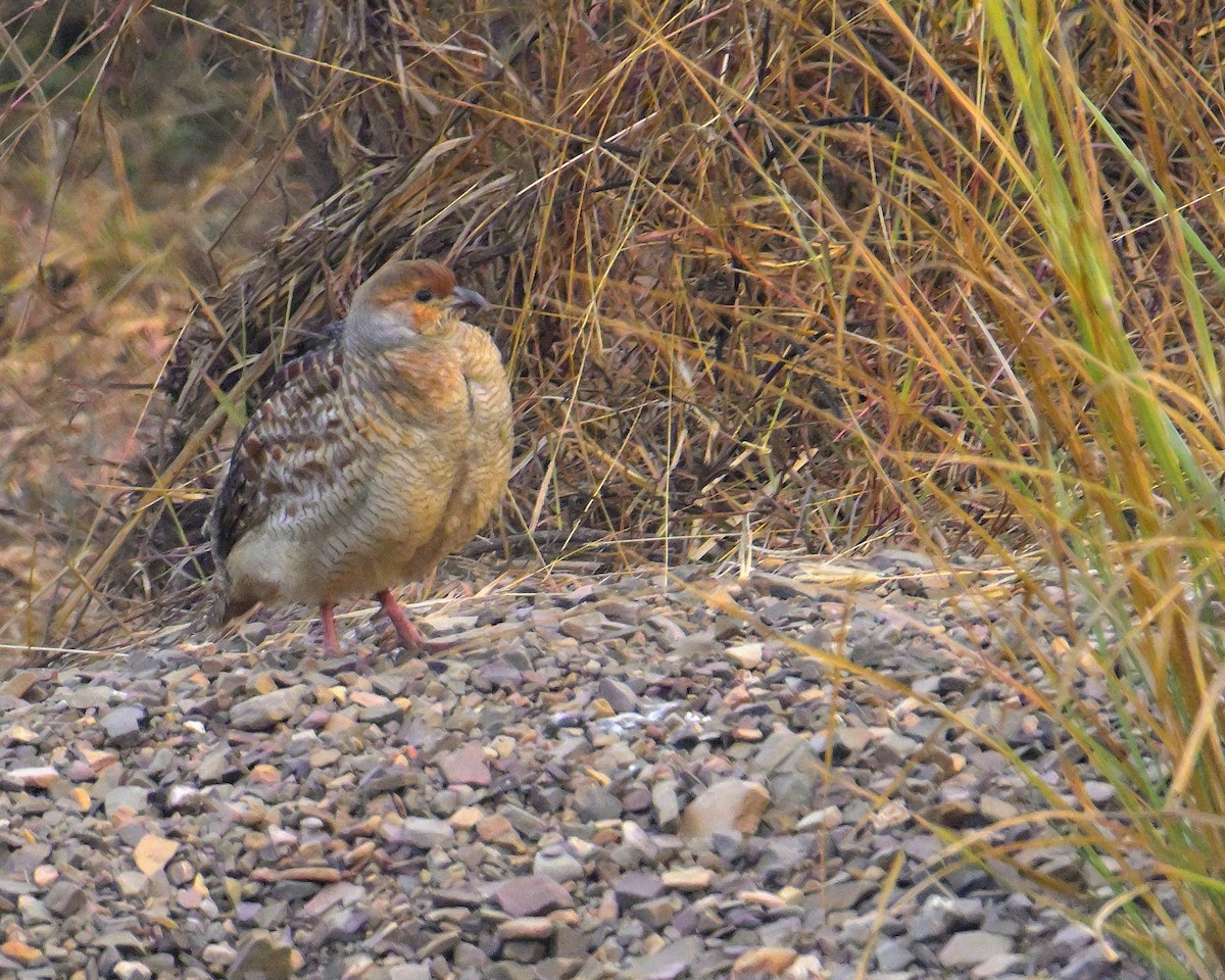 Gray Francolin - ML646341118
