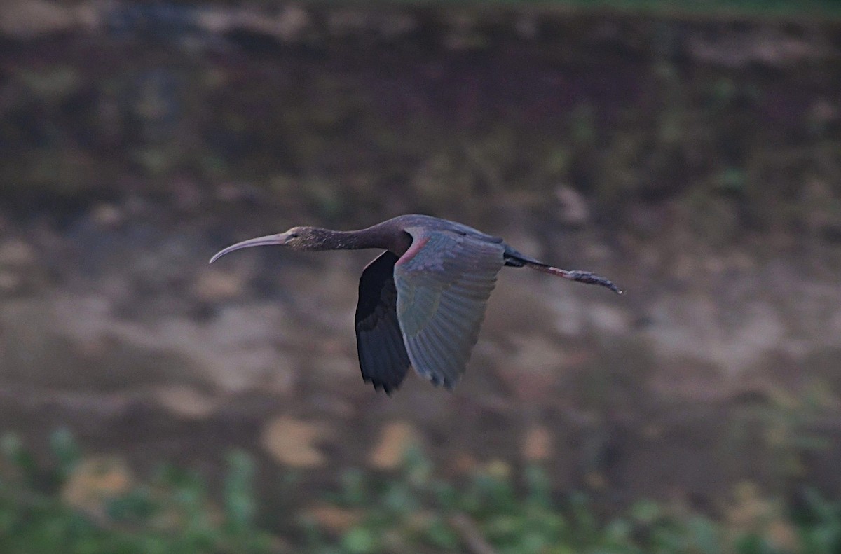 Glossy Ibis - ML646341119