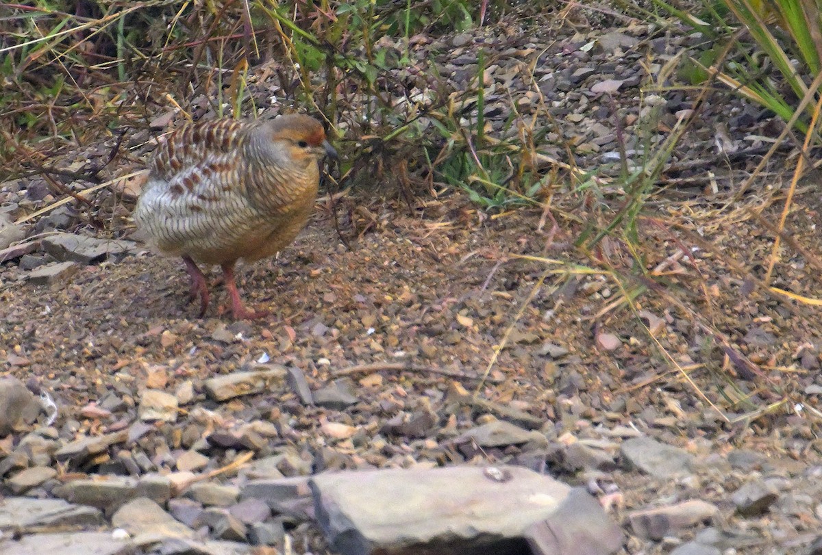 Gray Francolin - ML646341120