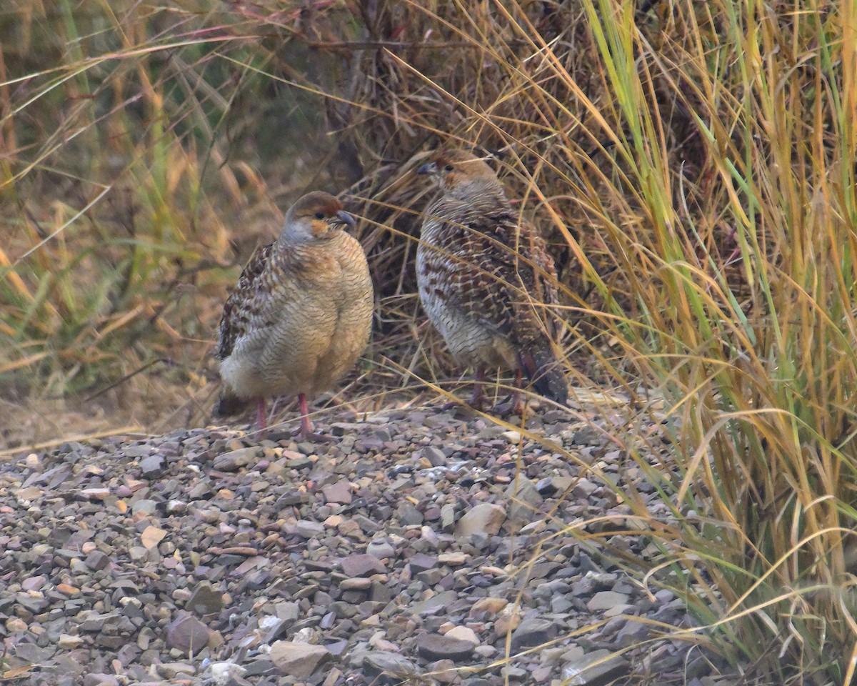 Gray Francolin - ML646341121