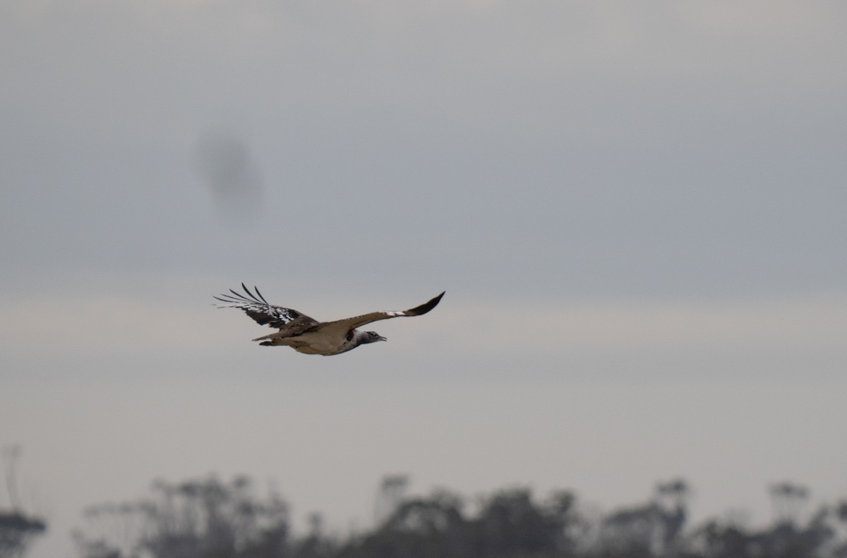 Denham's Bustard - ML646341122