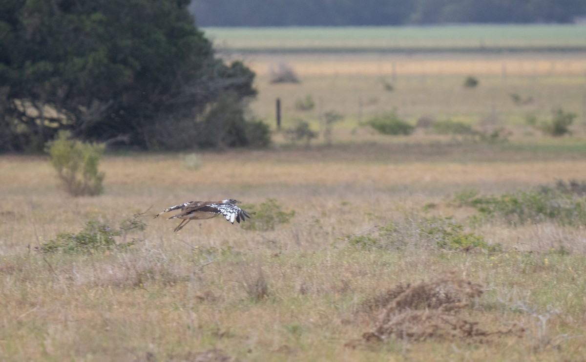 Denham's Bustard - ML646341123