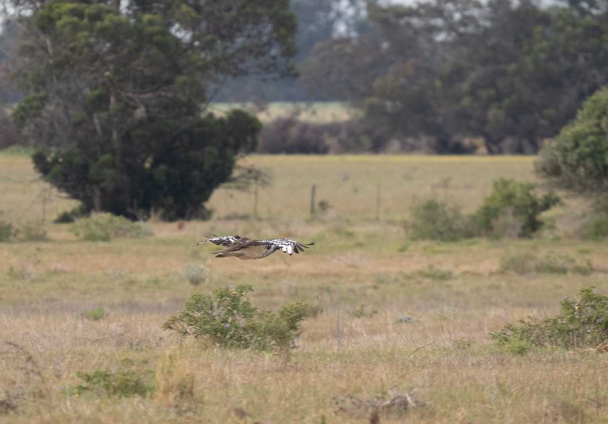 Denham's Bustard - ML646341124