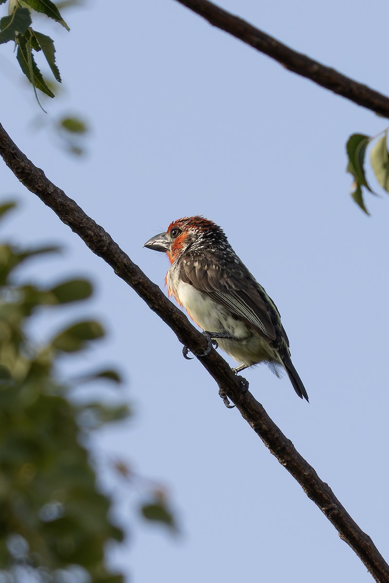 Vieillot's Barbet - ML646341125