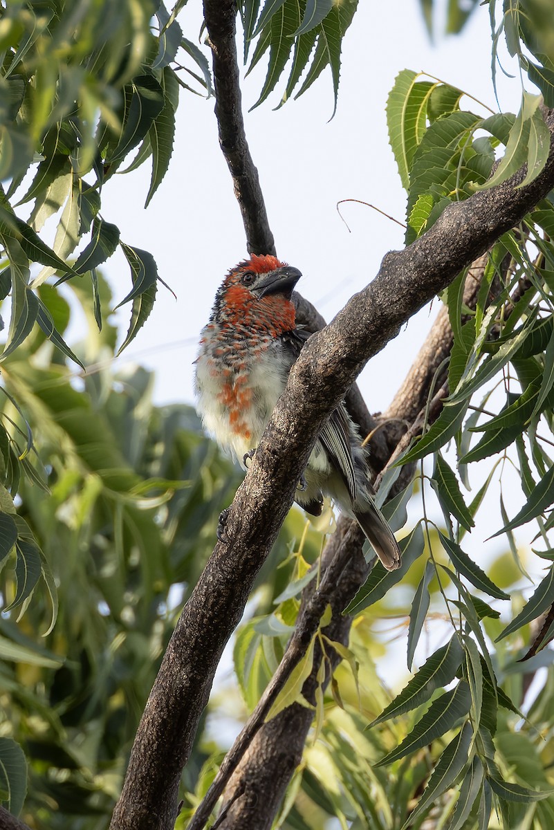 Vieillot's Barbet - ML646341126